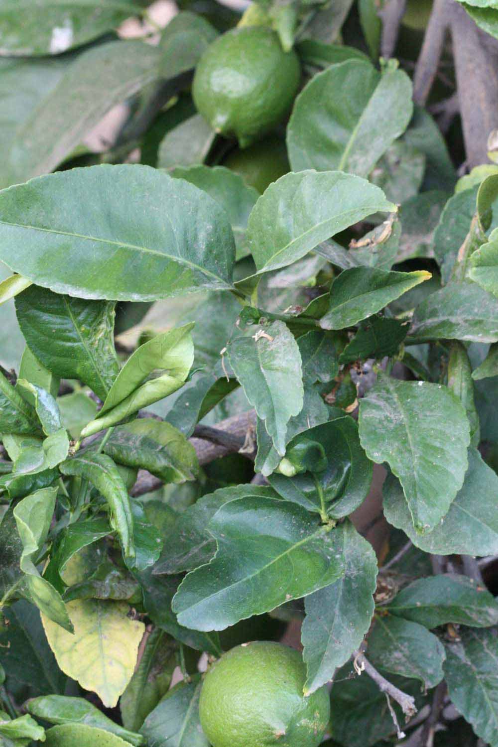              Shade leaves (Riverside, CA)       